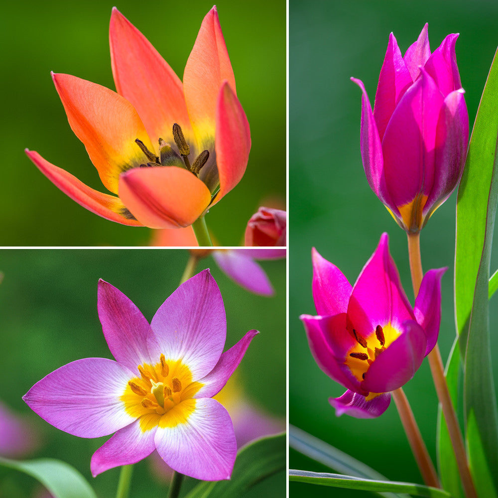 Buy The Wild Tulip Collection | Tulip bulbs | Sarah Raven