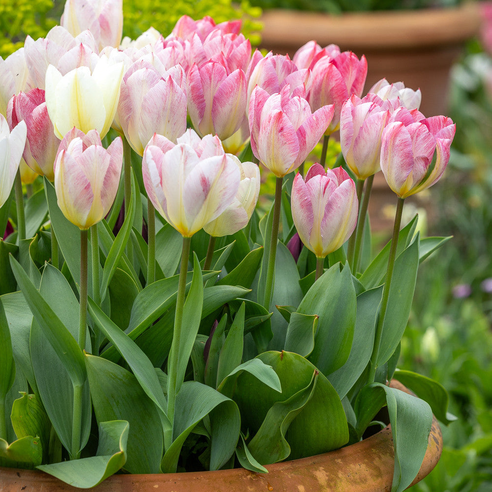 Tulip 'Flaming Purissima'