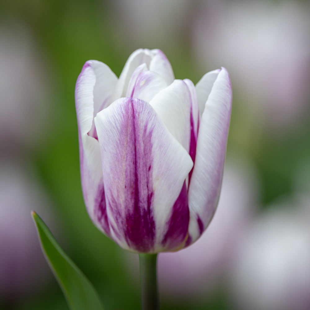 Tulip 'Flaming Flag'