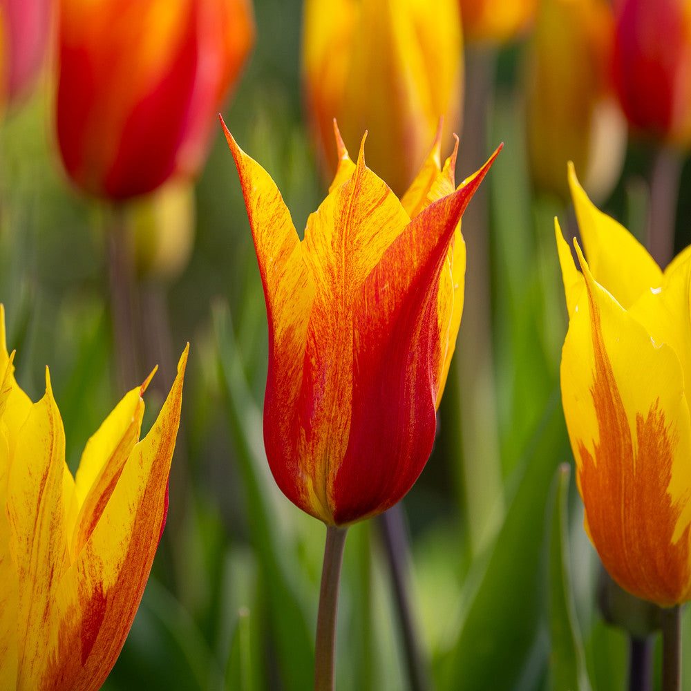 Tulip 'Vendee Globe'