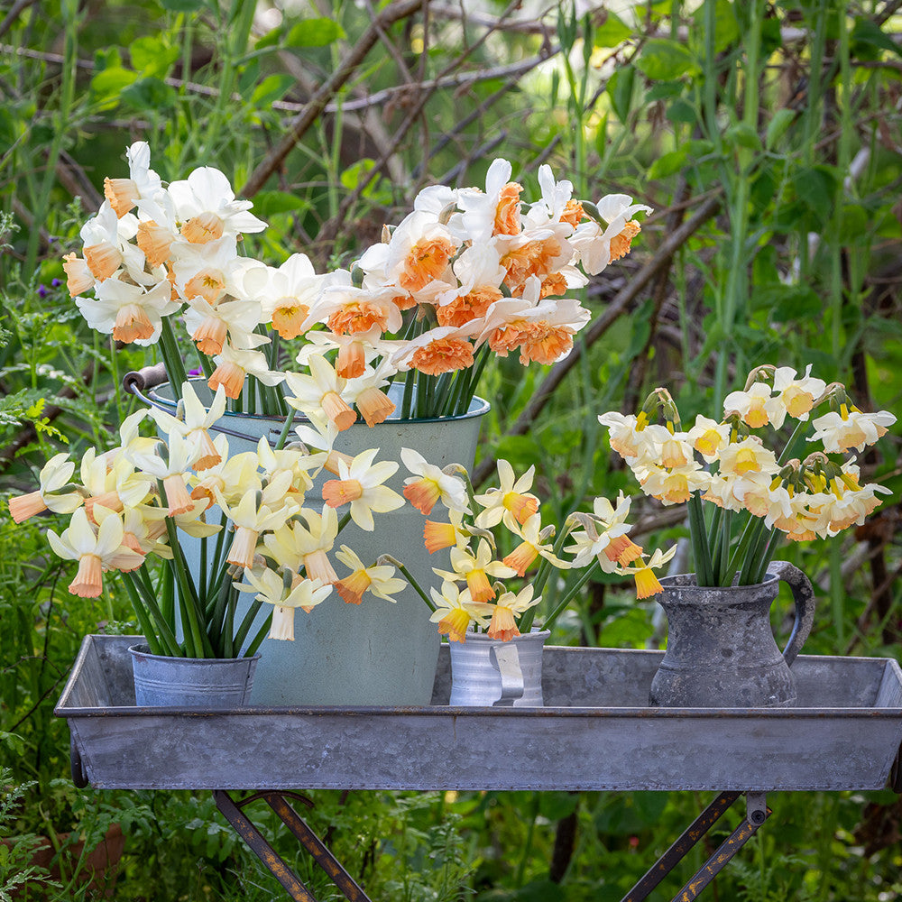 Crème Brulee Narcissus Collection