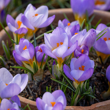 Crocus biflorus 'Rosalind'