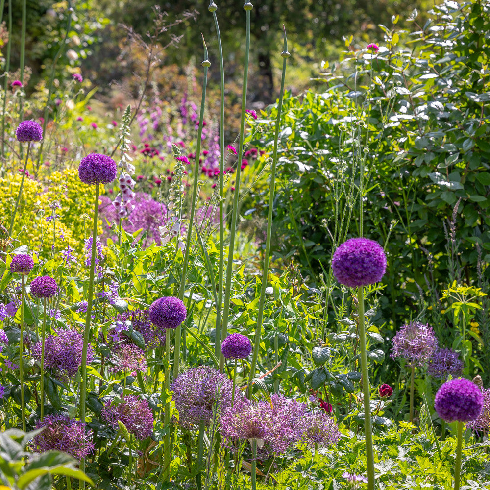 Perfect Border Allium Collection