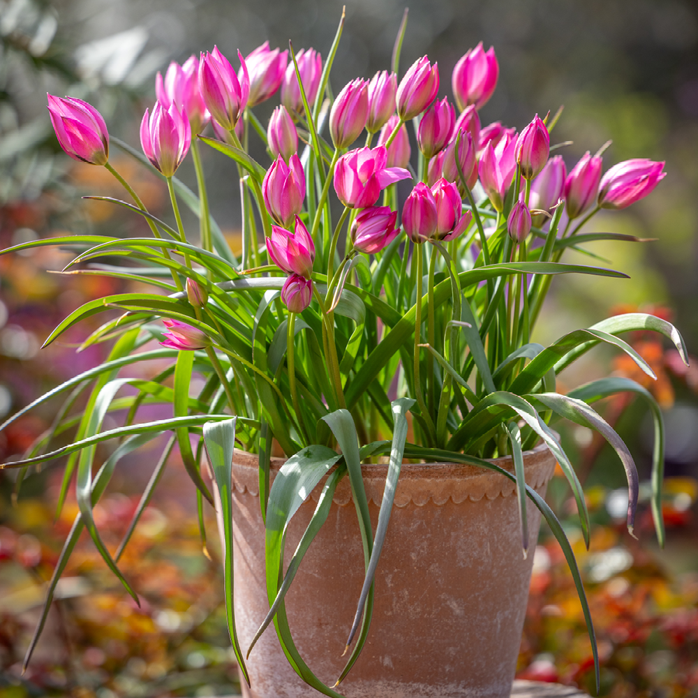 Tulip 'Norah'