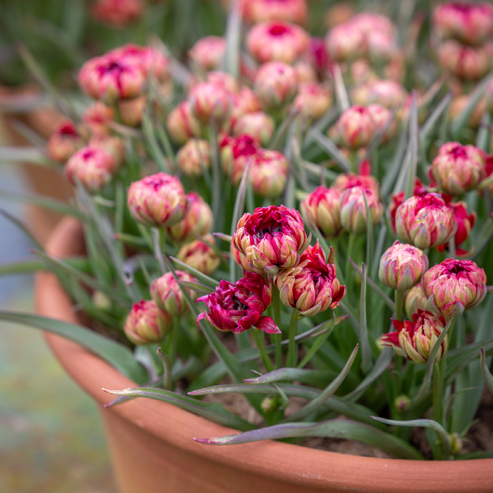 Buy Tulip 'Samantha' | Tulip bulbs | Sarah Raven