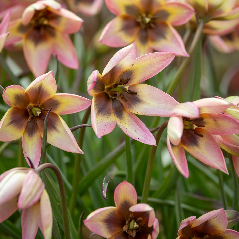 Tulip 'Danique'