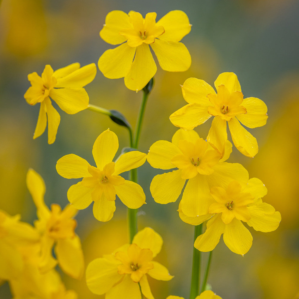 Narcissus cordubensis
