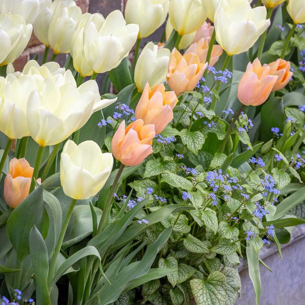Pretty Up Your Shade Tulip Mix