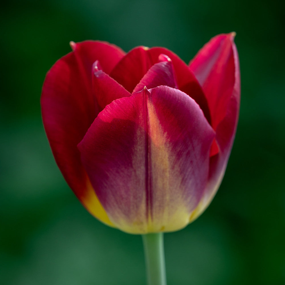 Mellow Tulip Collection