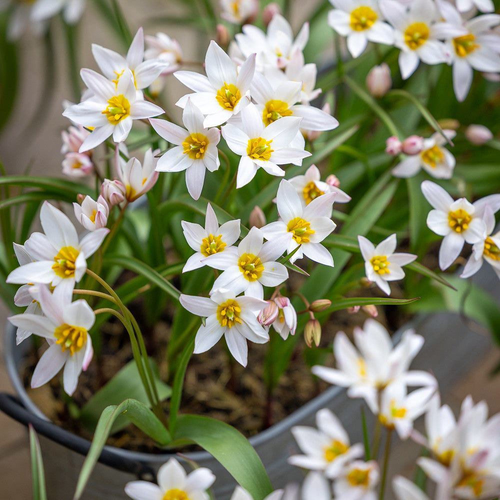 Tulip cretica 'Hilde'