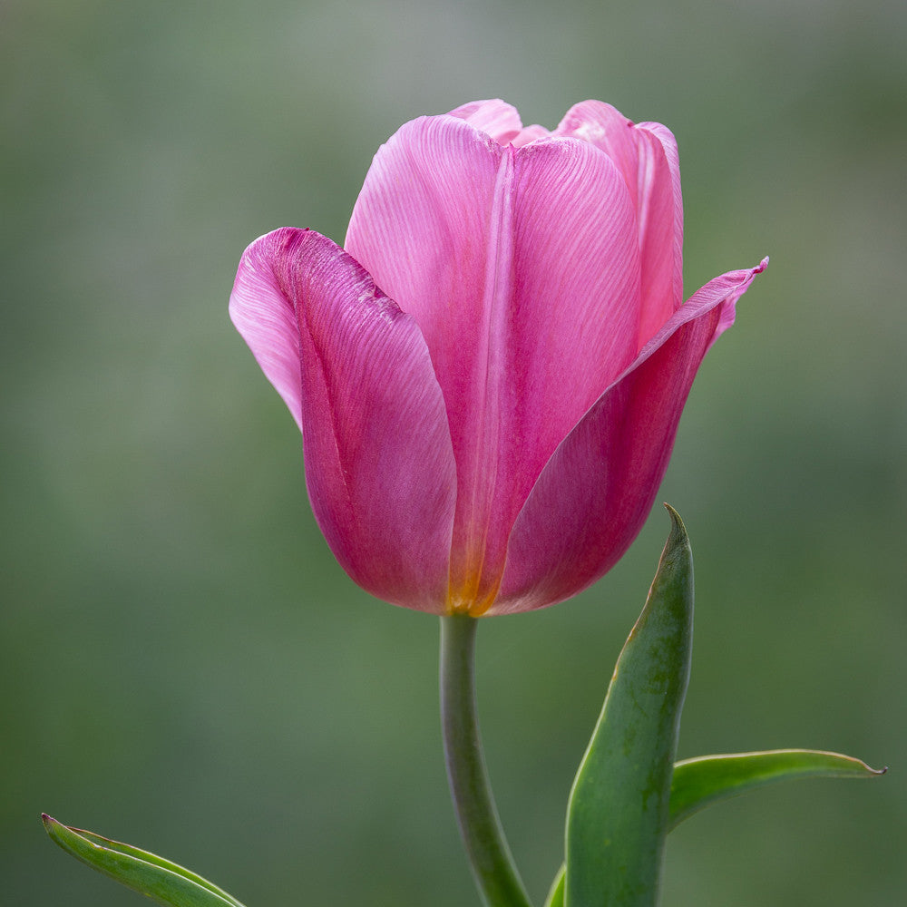 Tulip 'Copex Pink'