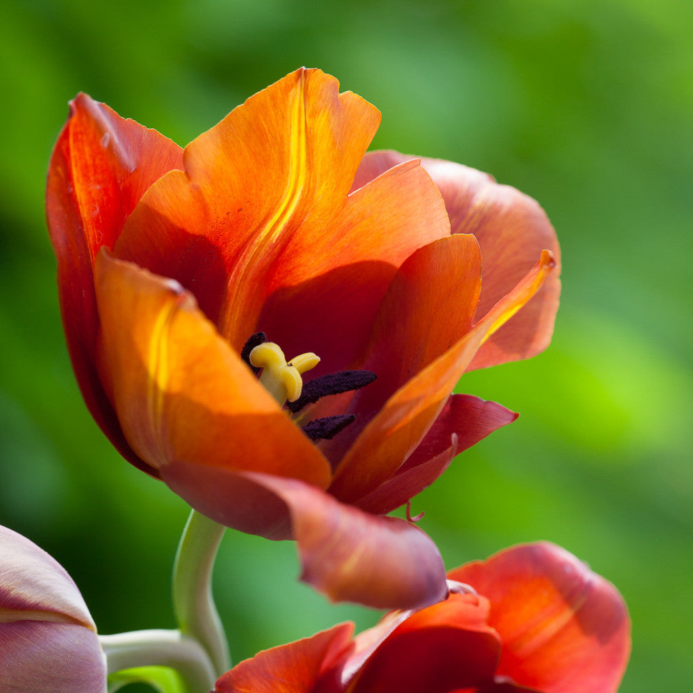 Tulip 'Dom Pedro'