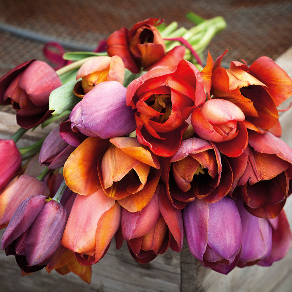 Tulip 'Dom Pedro'