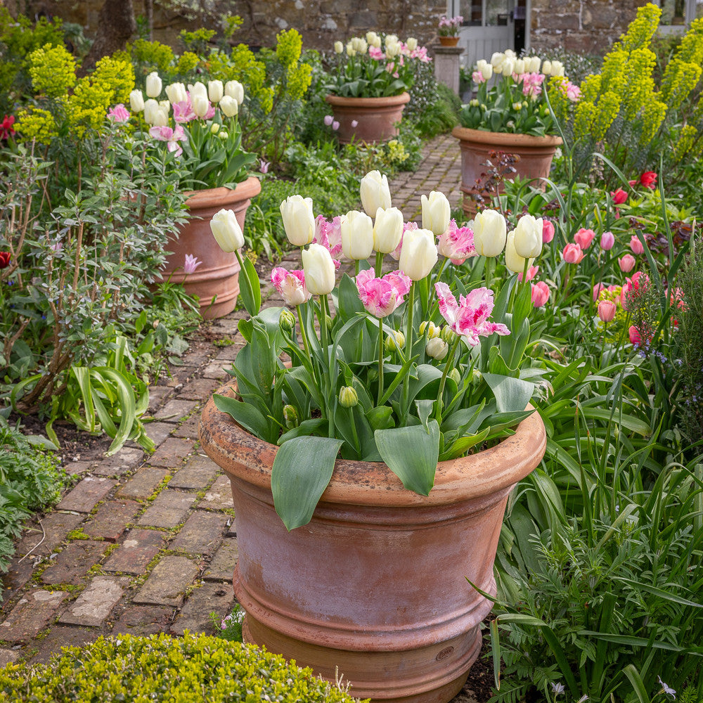 Sarah's Doorstep Tulip Collection