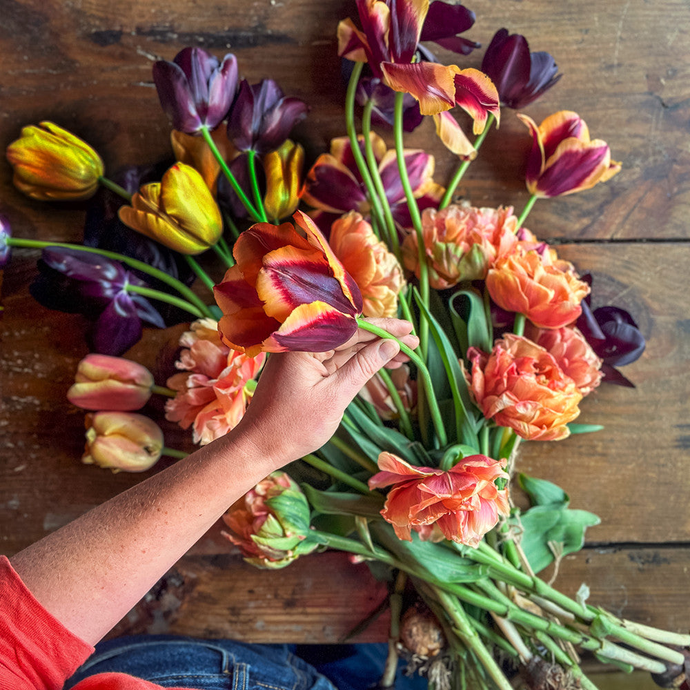 Swallows & Damsons Tulip Collection | Tulip Bulbs | Sarah Raven