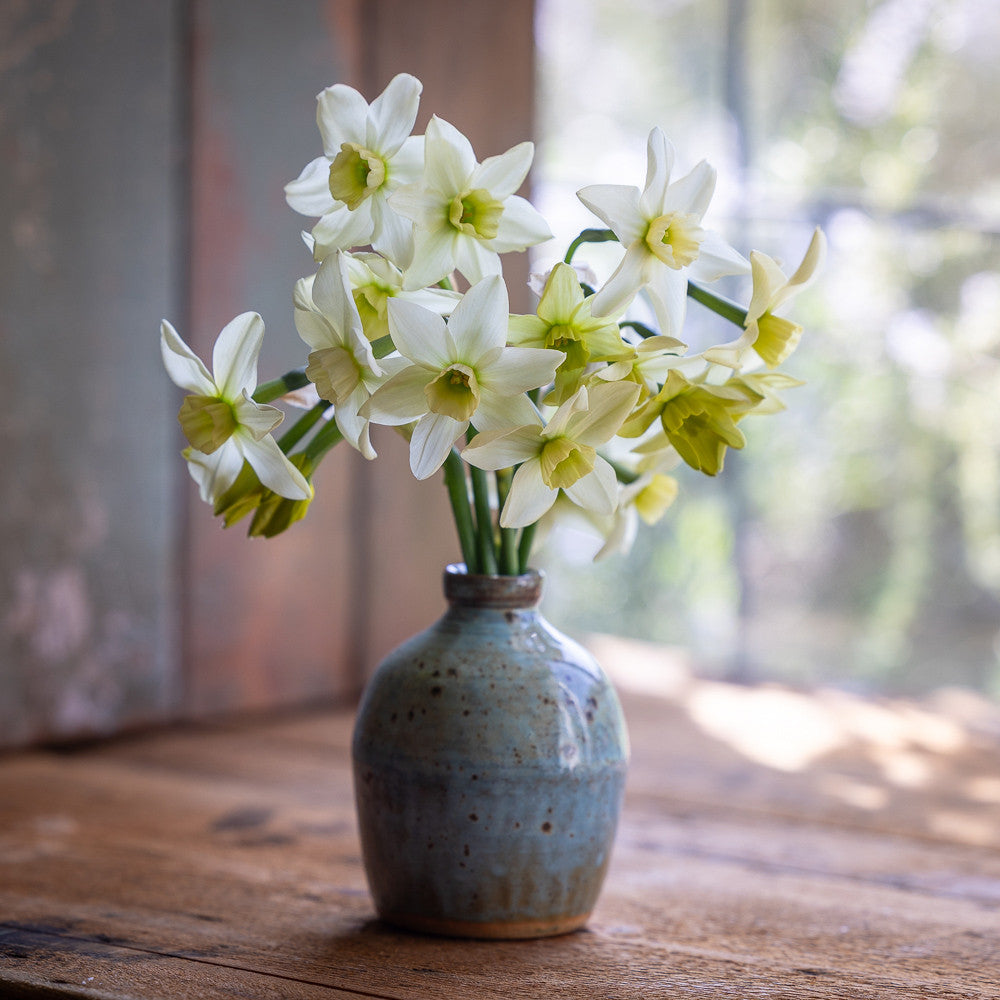 Narcissus 'Polar Hunter'