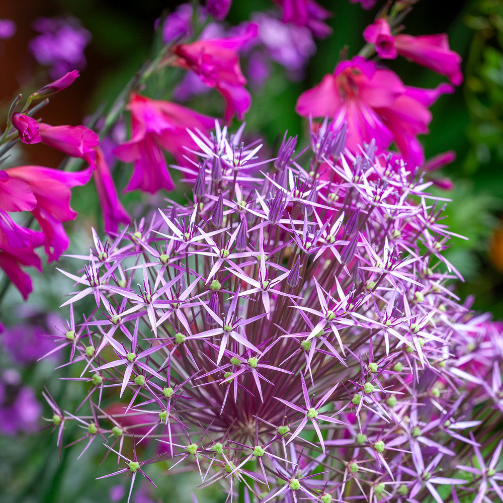 Gladiolus and Allium Pairing