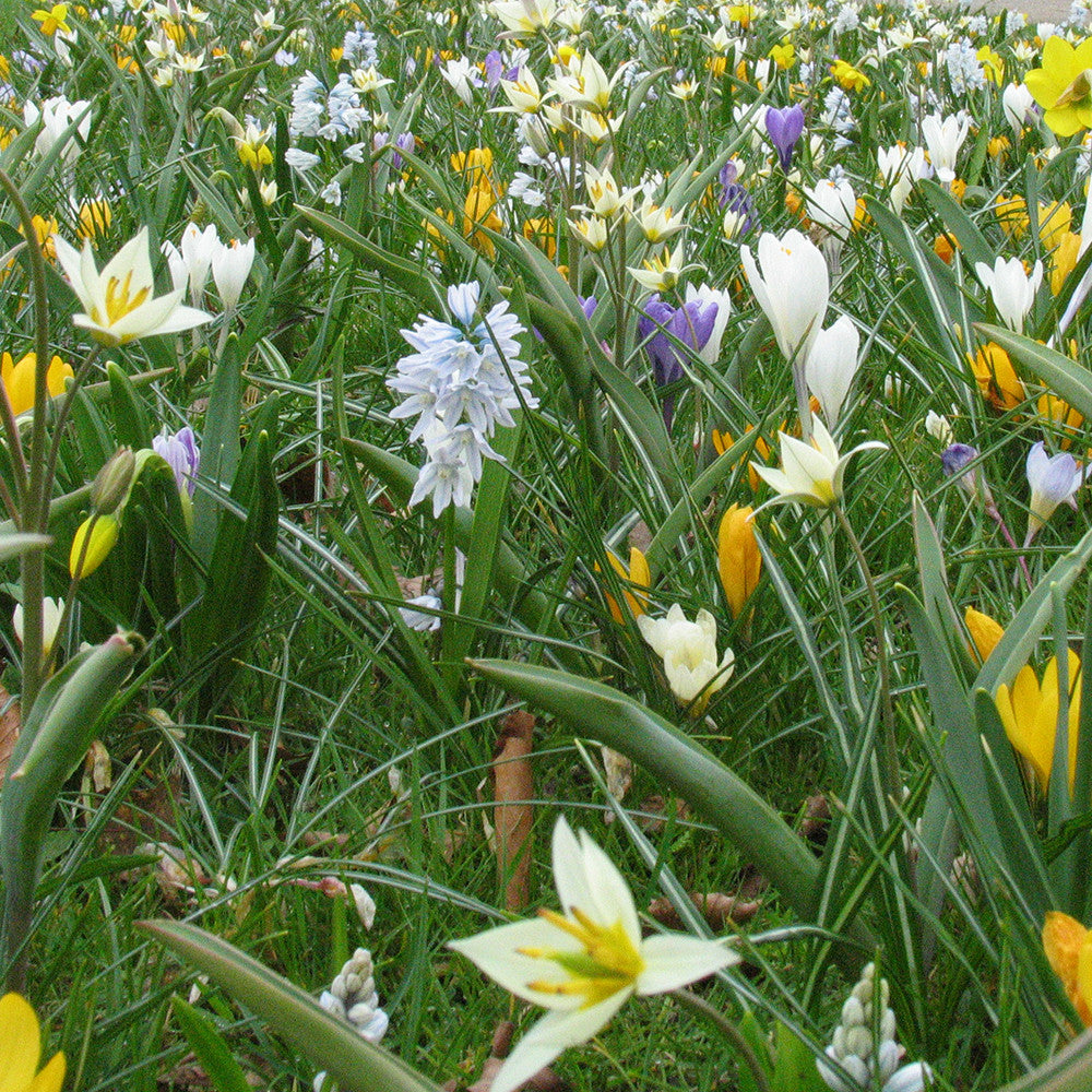 Tynaarlo Gardenscape Mix