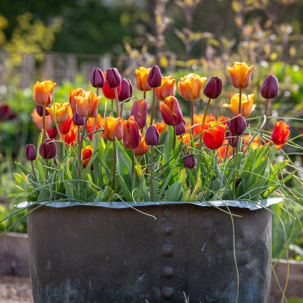 Kahlua Tulip Collection