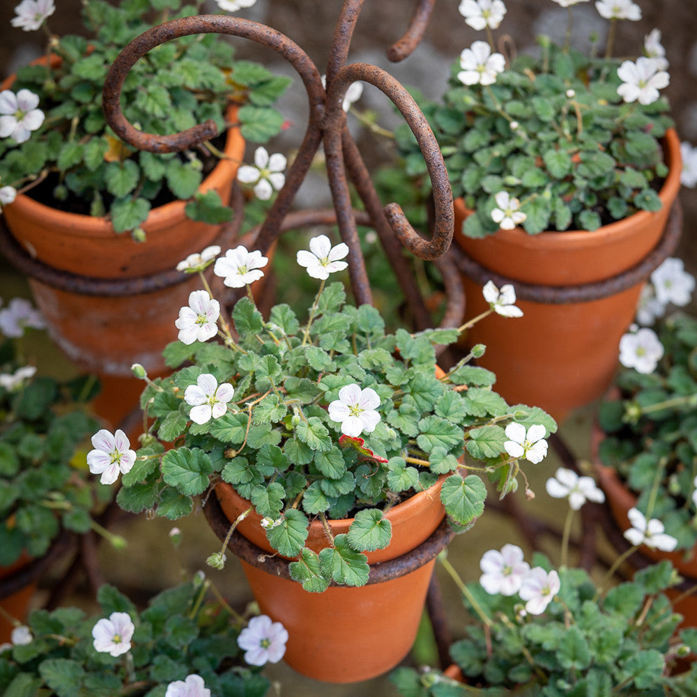 Tabletop Plant Theatre
