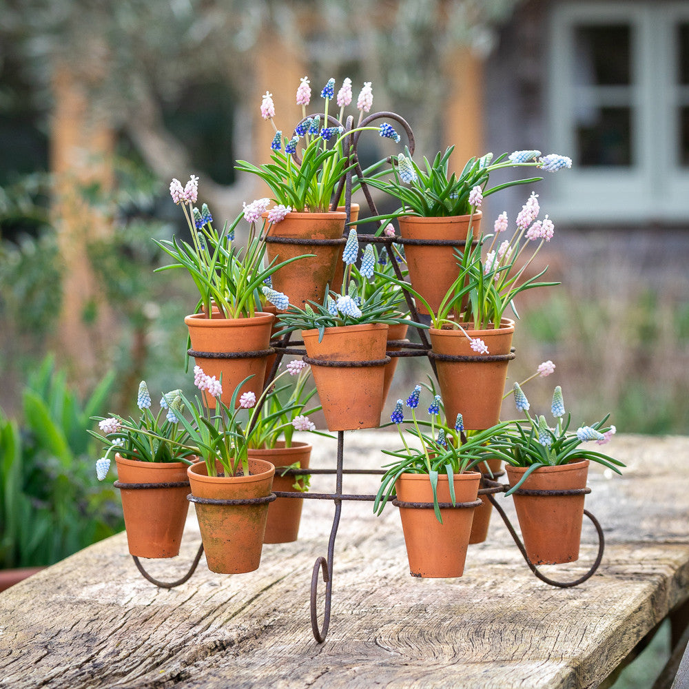 Tabletop Plant Theatre