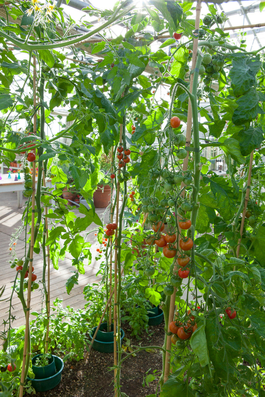 Square Tomato and Pepper Ring Culture Pots