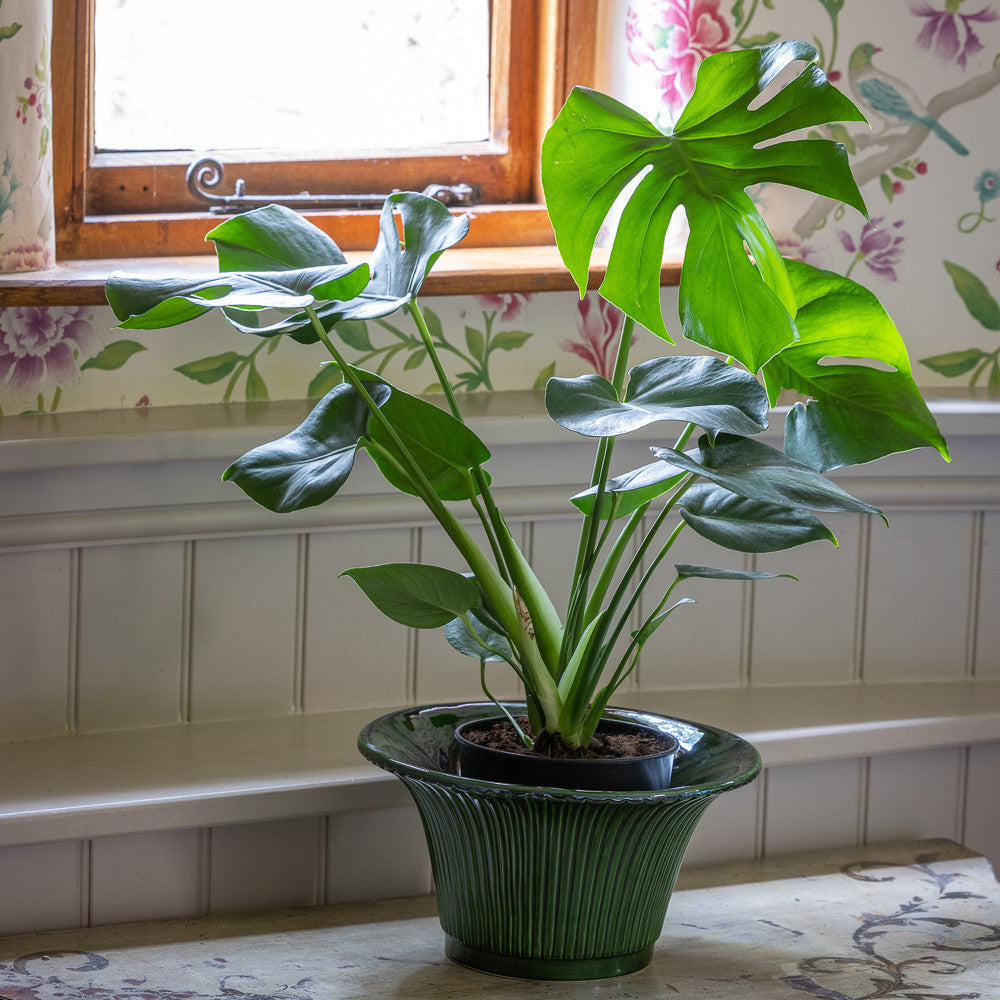 Monstera deliciosa (Swiss cheese plant)
