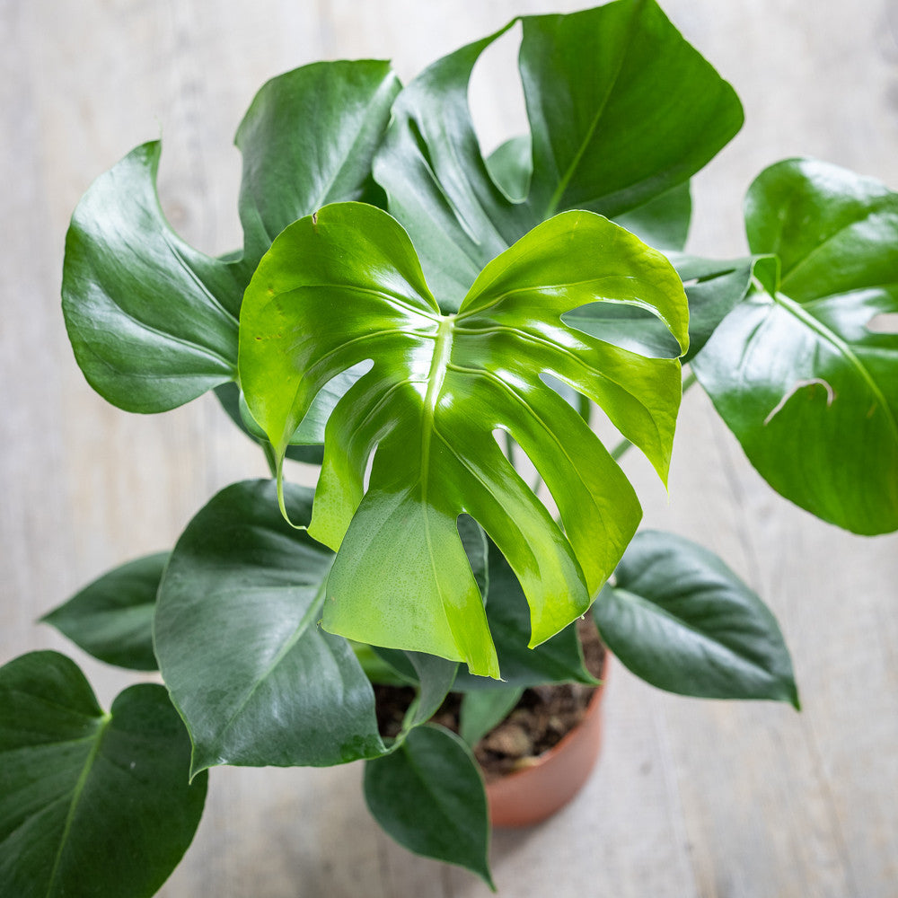 Monstera deliciosa (Swiss cheese plant)