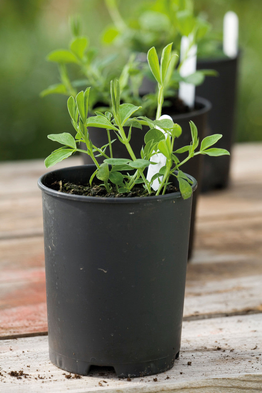 Sweet Pea Pots