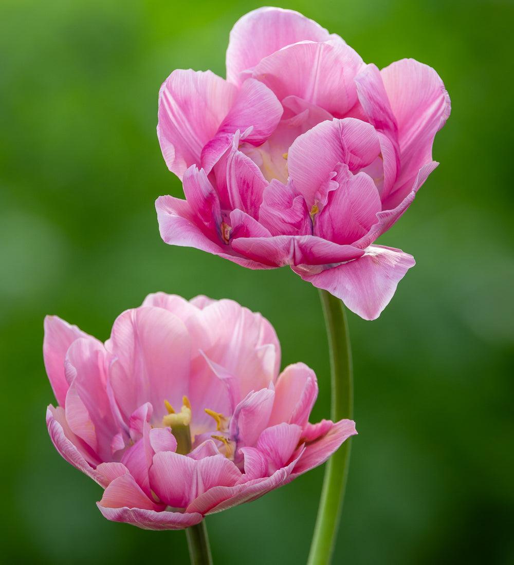Tulip 'Pink Cameo'