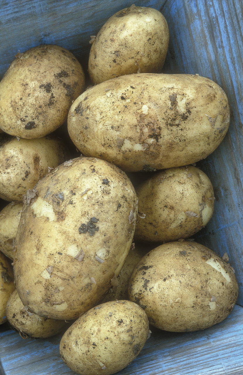 Potato 'Winston'