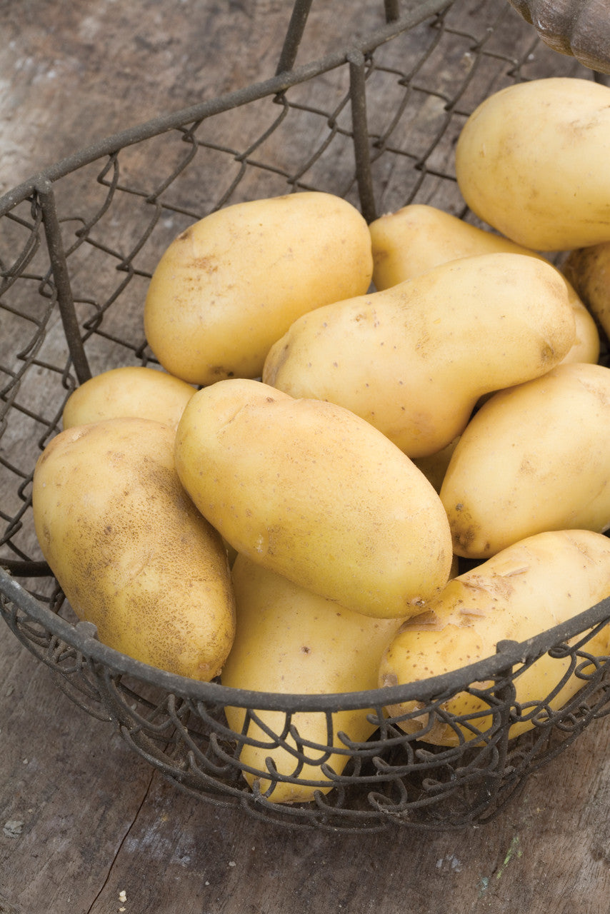 Potato 'Nicola'