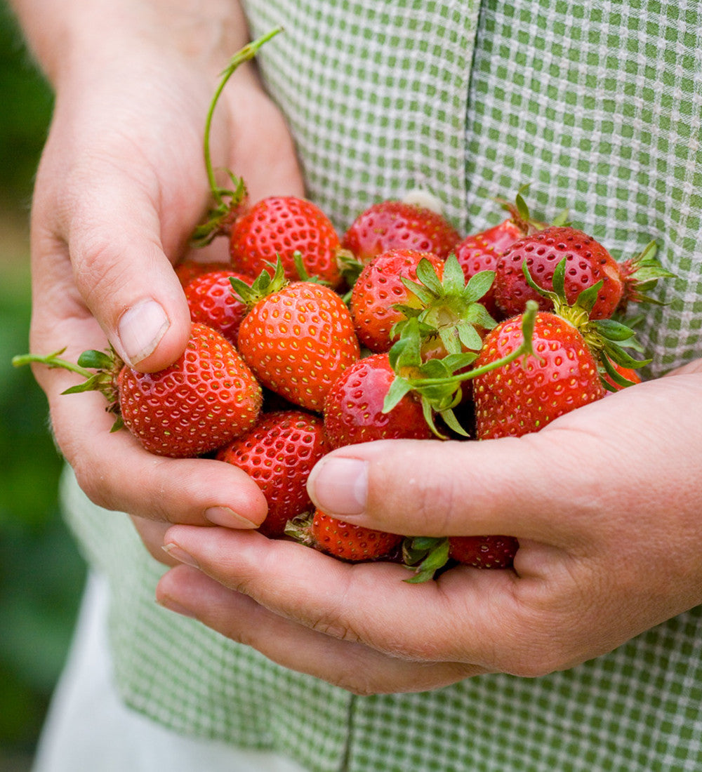 Strawberry Collection