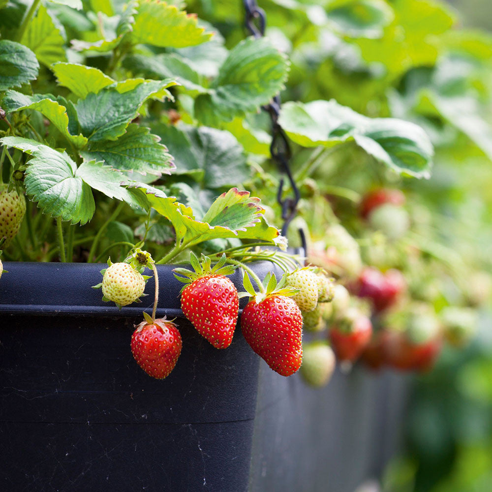 Strawberry Collection