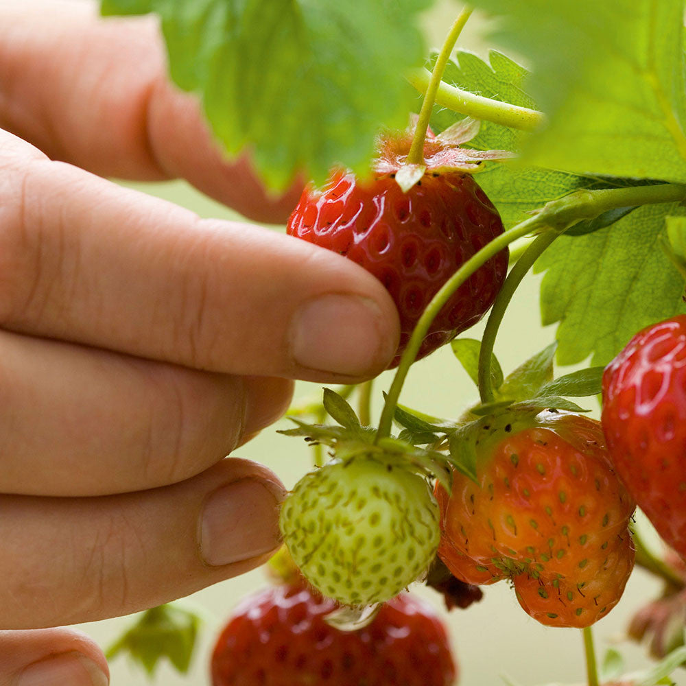 Strawberry Collection