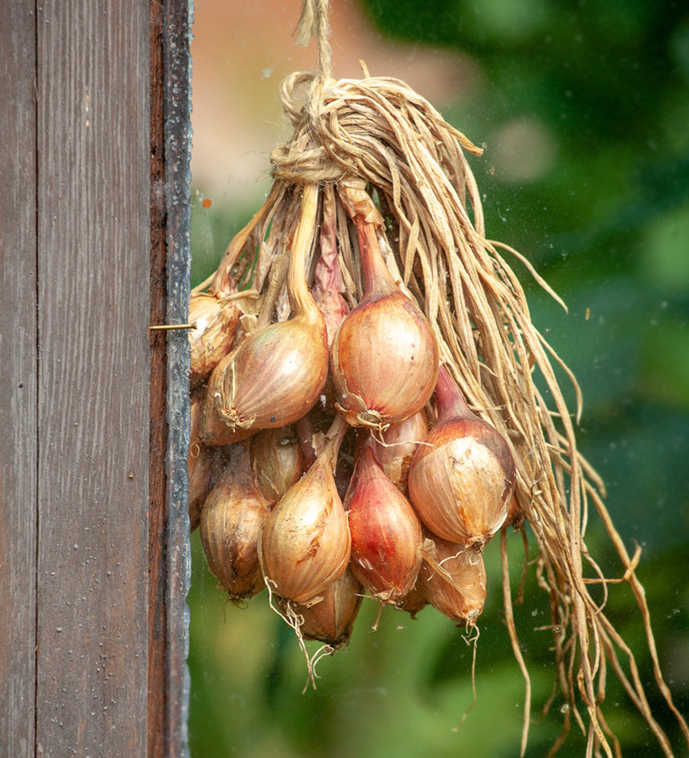 Shallot 'Jermor'