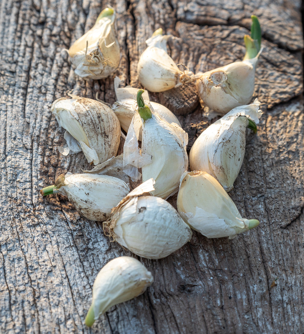 Garlic 'Extra Early Wight'