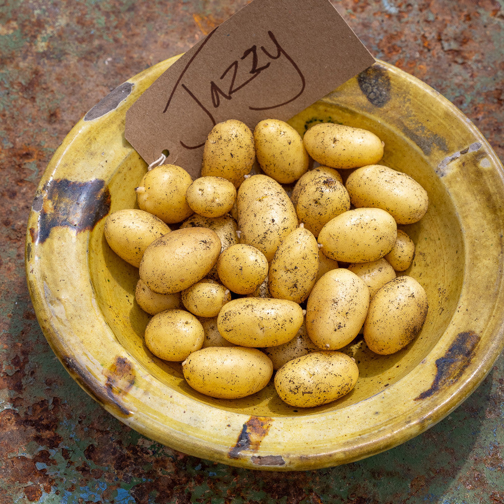 Potato 'Jazzy'