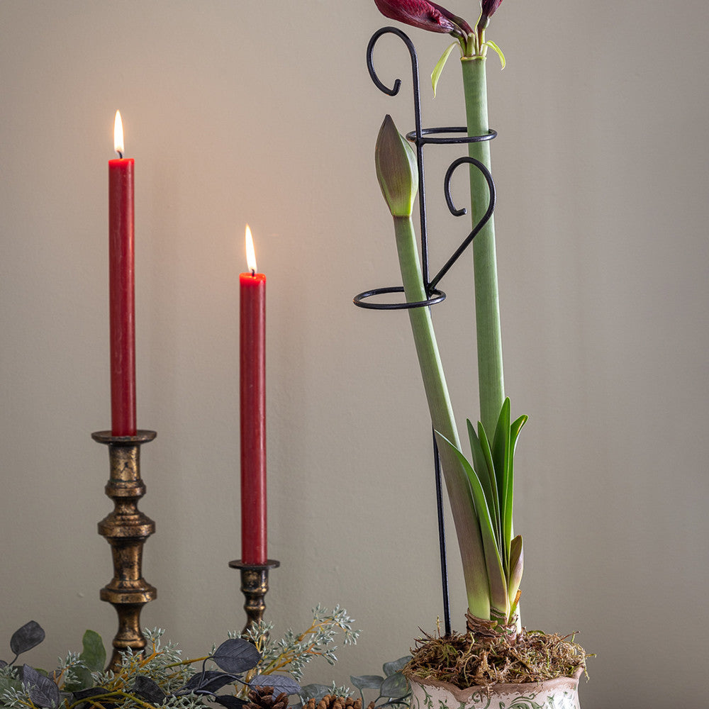 Decorative Amaryllis Support