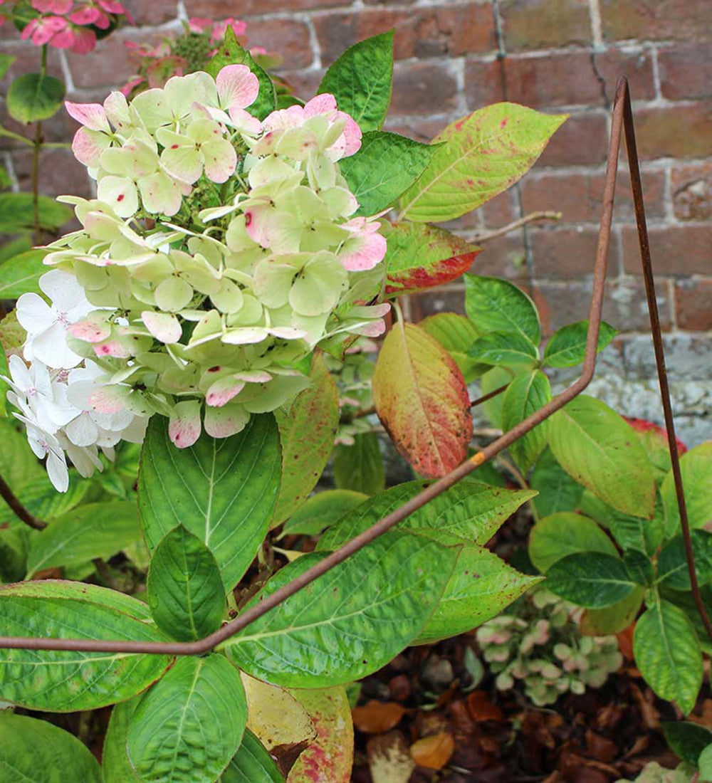 Rustic Herbaceous Supports