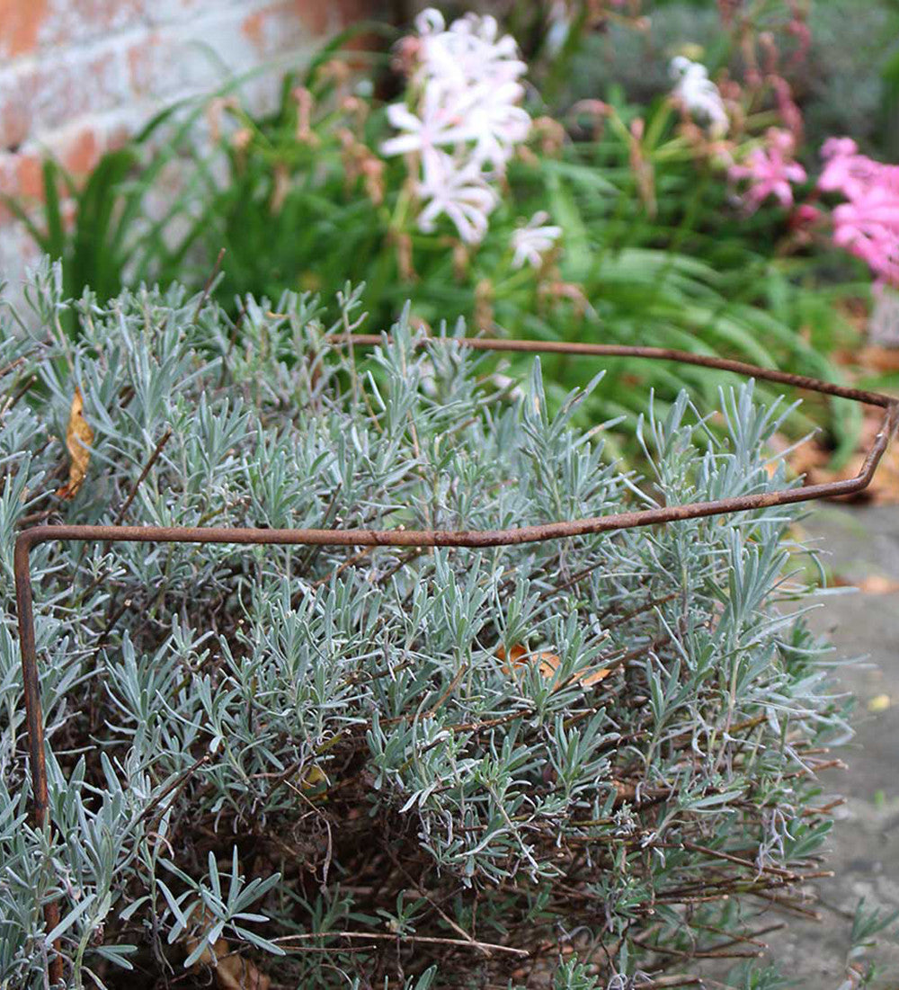 Rustic Herbaceous Supports