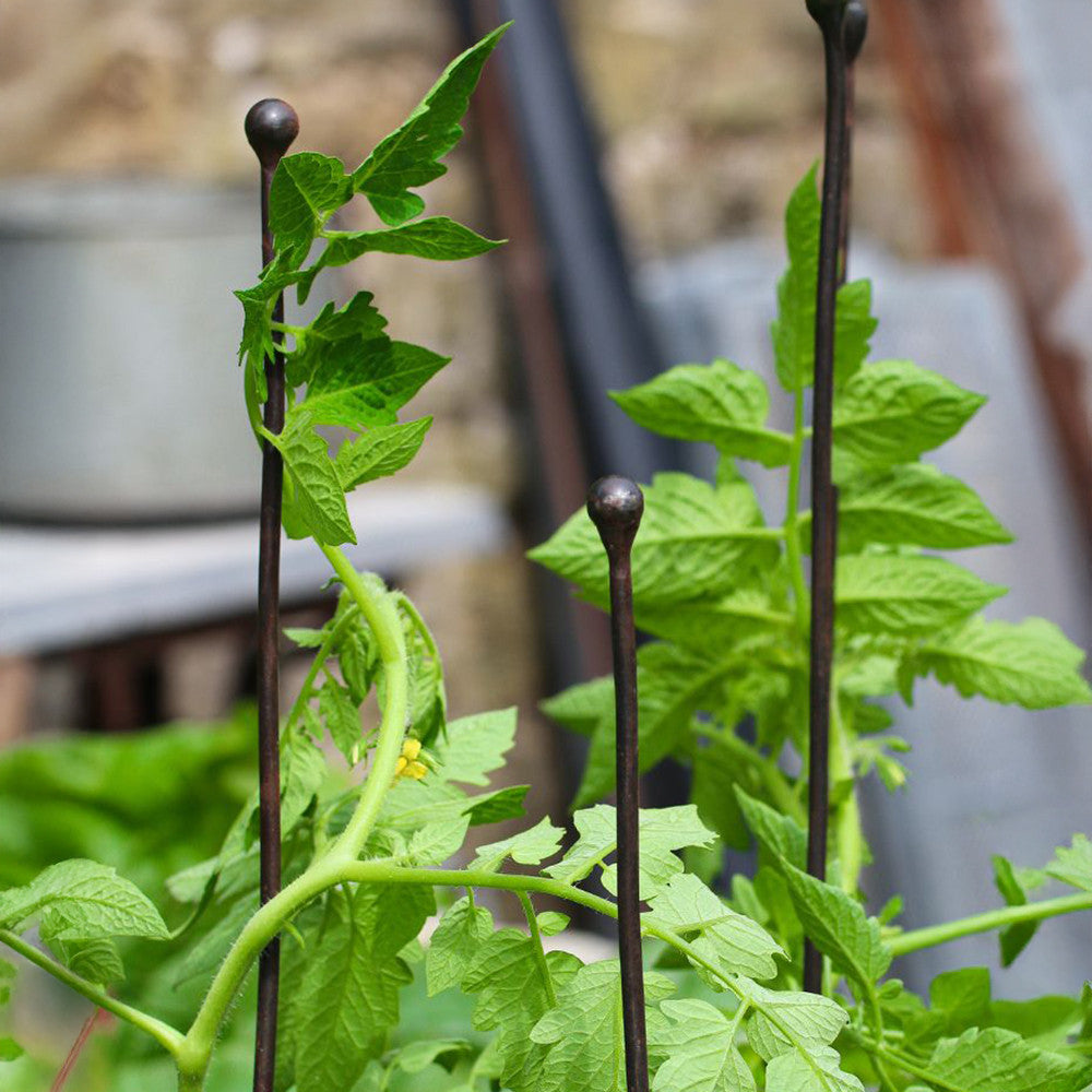 Slimline Plant Stakes