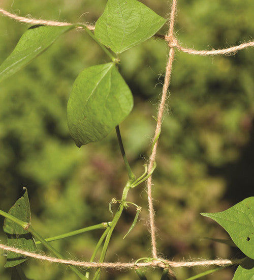 Natural Jute Netting