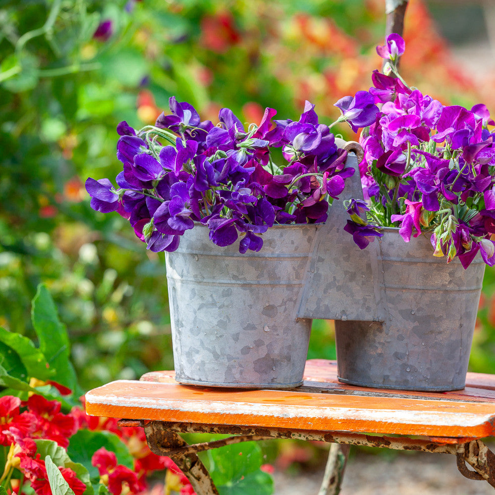 Sweet Pea Bucket