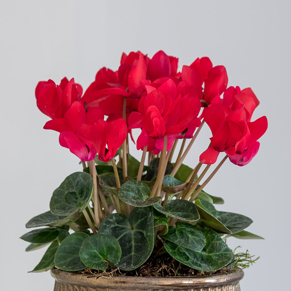 Cyclamen in a Blue Wavy Edged Ceramic Bowl