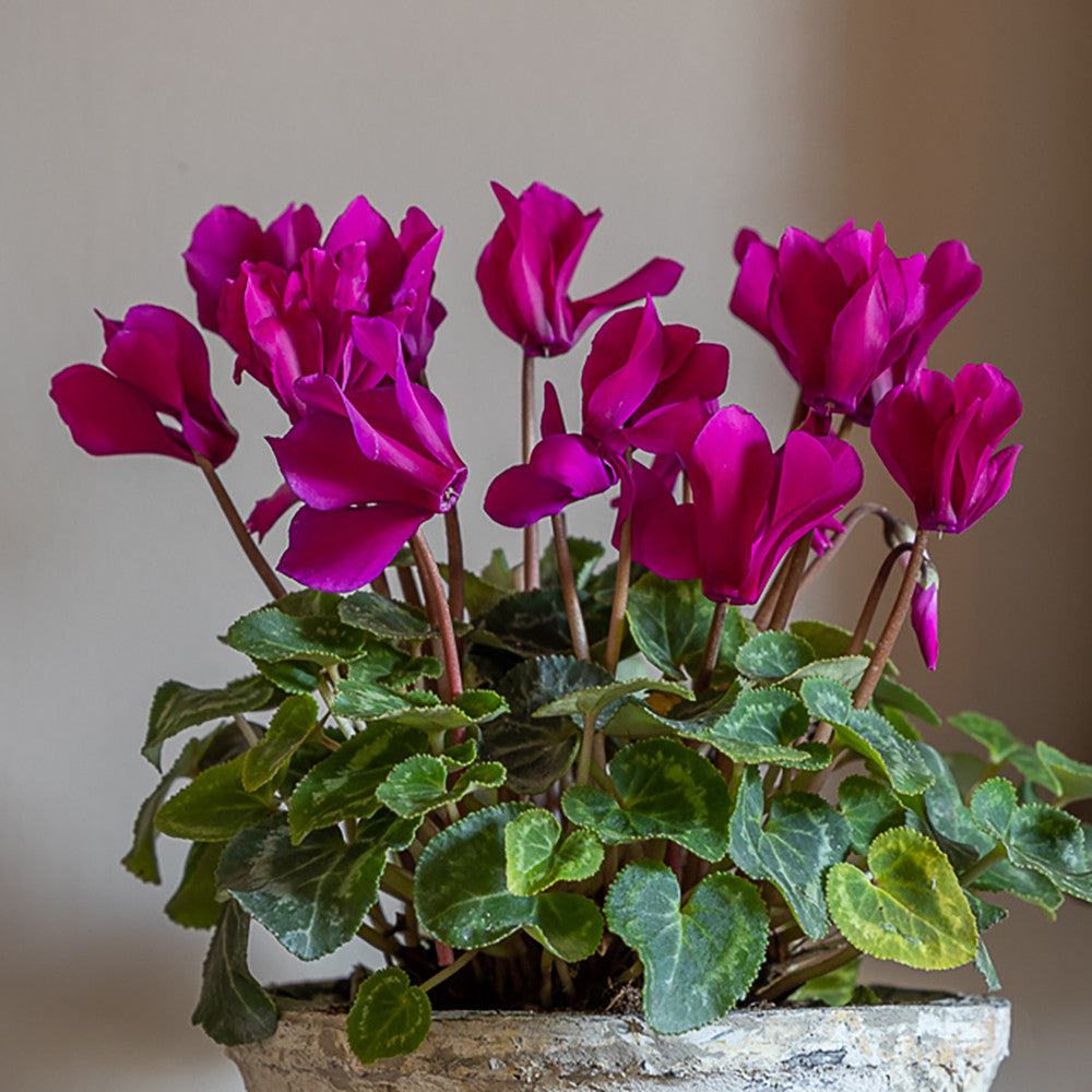 Cyclamen in a Blue Wavy Edged Ceramic Bowl