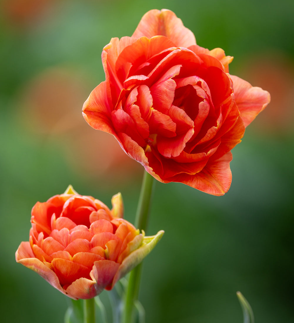 Tulip 'Orange Flavour'
