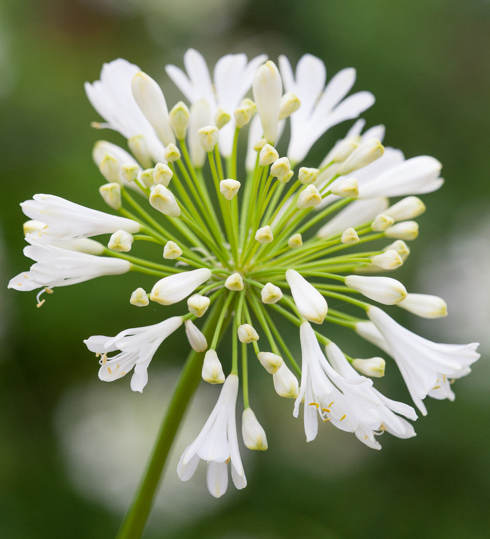 Agapanthus 'White Heaven'