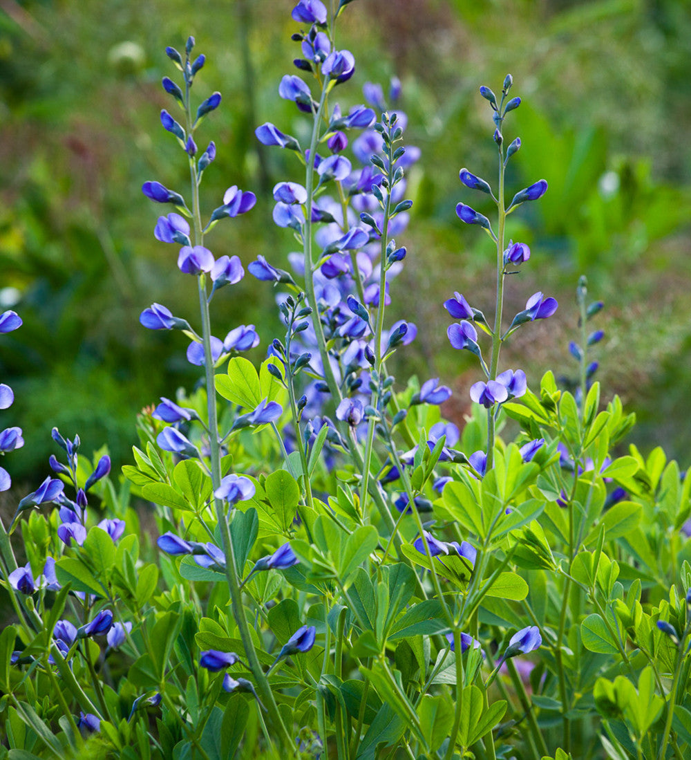 Baptisia australis