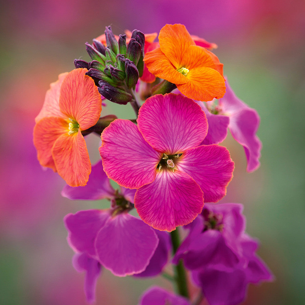 Erysimum 'Winter Orchid'